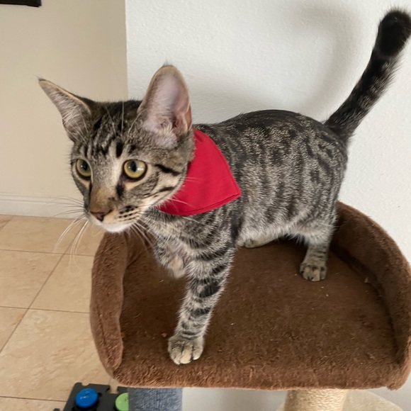 Hand Crafted Other - Reggie in Bowties | Pet Bandana In Red